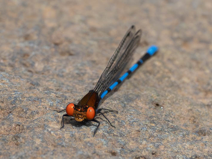 Argia oenea (Fiery-eyed Dancer)-2.jpg
